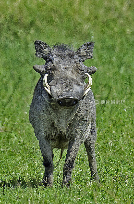 普通疣猪或疣猪(Phacochoerus africanus)是猪科的野生成员。马赛马拉国家保护区，肯尼亚